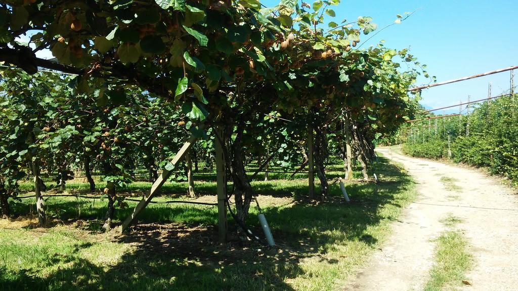 Agriturismo B&B Corte Tonolli Valeggio sul Mincio Εξωτερικό φωτογραφία
